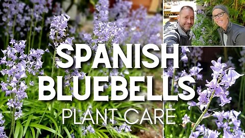 💙 Spanish Bluebells | Caring for Spanish Bluebells 💙