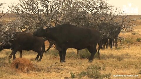 WOMAN shoots BUFFALO with an AIRGUN!!