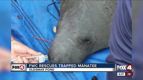 Florida Fish and Wildlife rescues manatee in Tampa