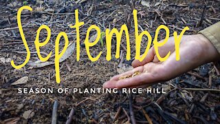 September Season of Planting Rice Hill | The Beginning of Becoming Real Farmer