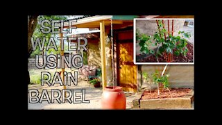 Homemade Self Water Garden Container Attached to Rain Barrel for our Grapes | Weekly Peek Ep44