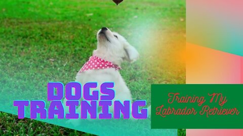 Training My Labrador Retriever with Live Pigeons! Dogs Training