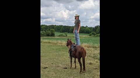 Bella the Chestnut Mare - Sale Video posted 6 Aug 2022