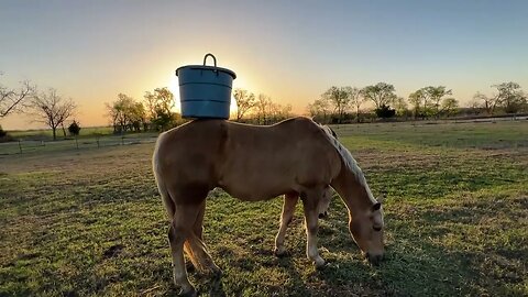 Sacking Out & Desensitizing Horses While They Have Their Morning Breakfast