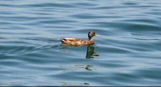 Surfer duck gets wiped out by wave