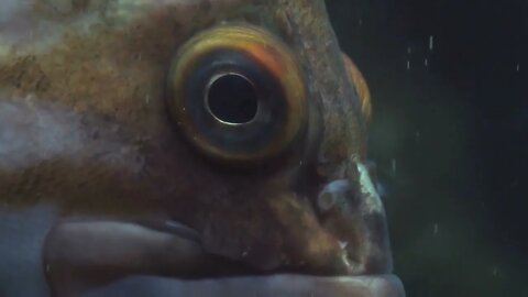 Canary Rockfish Eye Close Up
