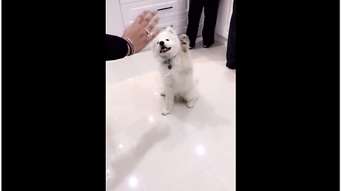 Watch This Adorable Samoyed Puppy Wave Hello On Command