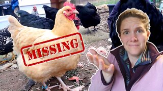 The Case of the MISSING Chicken!