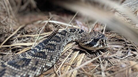 Texas Man Discovers Dozens Of Rattlesnakes Living Under His Shed