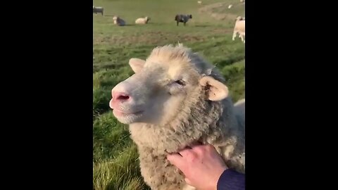 Behavioral &Physiological measures confirm that lambs enjoy gentle stroking