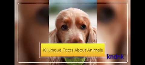 10 unique Facts About Animals