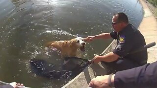 Police rescue exhausted lab out of Arizona canal