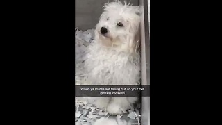 Dog Stays Out Of Argument