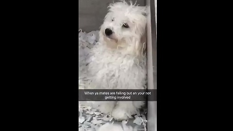 Dog Stays Out Of Argument