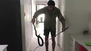 Sneaky snake found behind a fridge