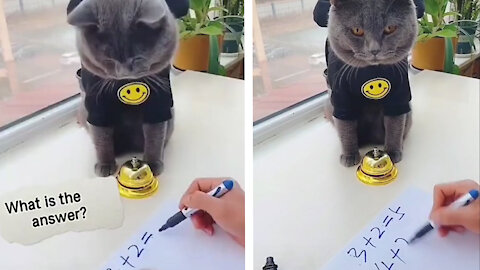 Smart cat solving math problems