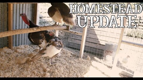 Homestead Update/ New Animal on the homestead