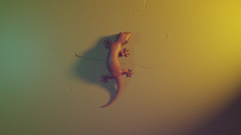 Day25.Reptile - Gecko Time-lapse