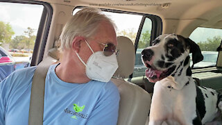 Friendly Great Danes Are Covid 19 Drive Thru Vaccine Therapy Dogs