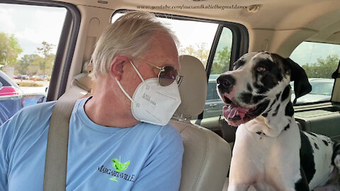 Friendly Great Danes Are Covid 19 Drive Thru Vaccine Therapy Dogs