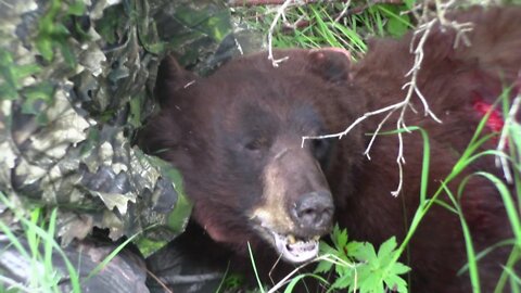 Jason's First Black Bear Ever Spring 2021!