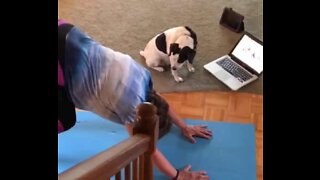 Cadela copia dona durante exercício de yoga