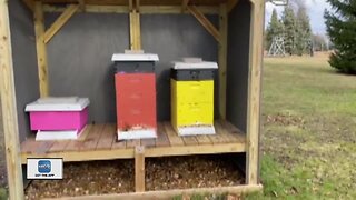 Warm weather gets bees active and hungry