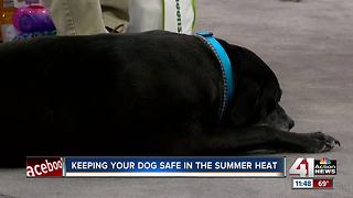 Keeping your dog safe in the summer heat