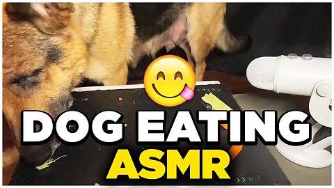 DOG EATING ASMR - Mukbang ASMR dog eating raw/cooked meat