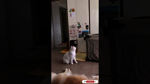 Funny Cats and Cute Kittens Playing