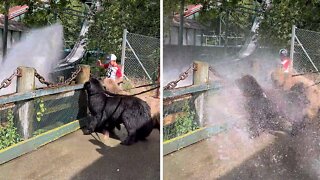 Newfies Love Getting Splashed By Water Park Ride