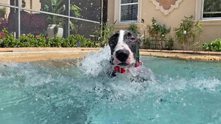 Funny Great Dane Practices Jumping Into The Pool