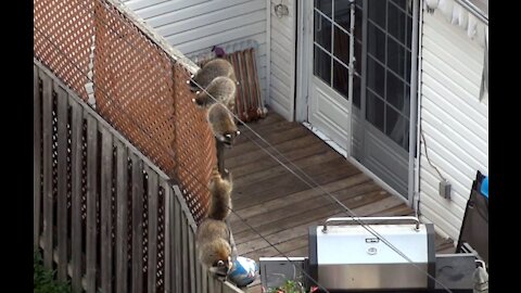 Urban Raccoon Family of six on the move