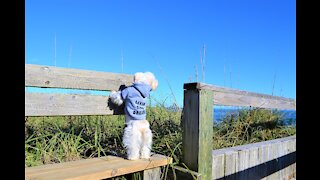 Zulu explores Topsail Island Beach