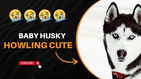 baby husky howling cute