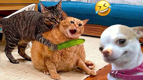 Funny animal|funny animals video|try not to laugh #cute & #funny - #cat - #video - #shorts