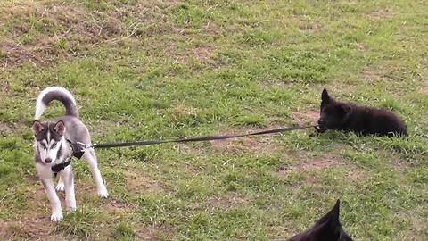 Puppy walks husky friend on leash