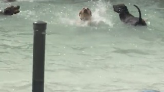 Dog humorously tries to swim at doggy pool party