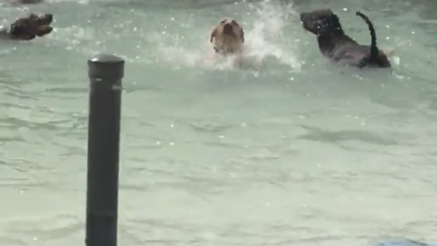 Dog humorously tries to swim at doggy pool party
