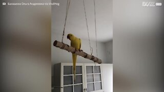 L'autosabotaggio di un pappagallino