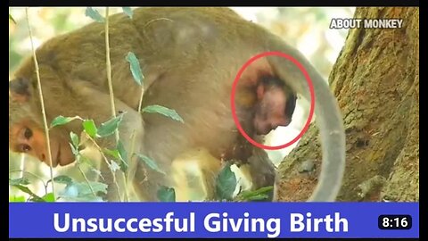 MILLION TIMES sad VIDEO # animals unsuccessful giving birth# a monkey unsuccessful giving birth