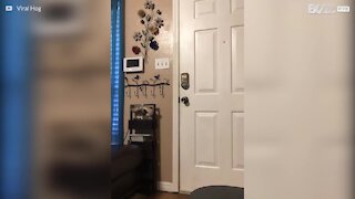 Hund försöker med alla trick för att gå ut