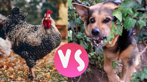 Birds VS Dogs Fight & Love - Funny Cutest Pets Compilation Videos