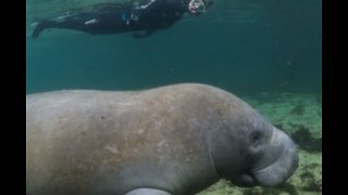 State manatee population growing