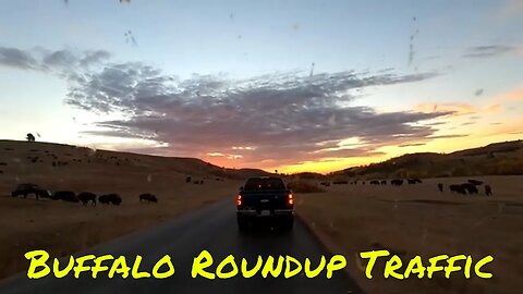 Buffalo Roundup Traffic in Custer State Park in South Dakota
