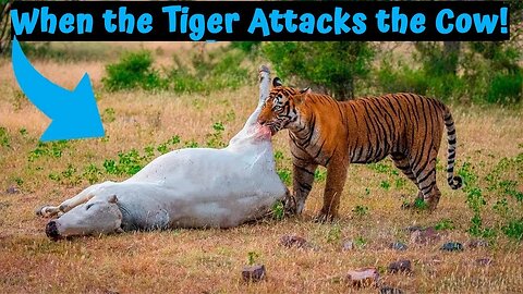 When the Tiger Attacks the Cow!