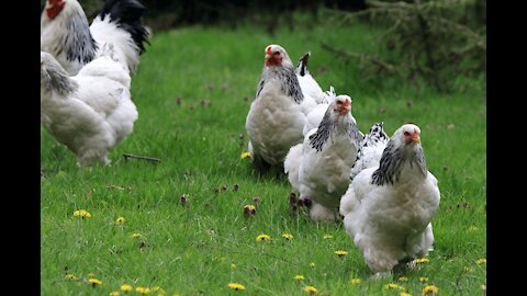 Cute brahma chicken eating