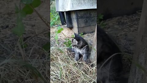 Kitten Exploring the Weeds