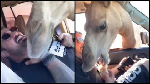 Camels attack inside the car to eat bread