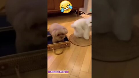 Amazing playing two cute on spin song😂🤣 #shorts #puppy
